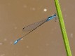 Aciagrion fragile